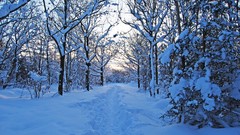 Landscapes nature Trees snow winter track silence growth 