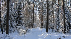 Landscapes nature Trees snow winter track Wood
