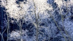 Landscapes nature Trees snow winter water lakes reflections