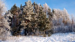 Landscapes nature Trees snow winter white Frozen lithuania 
