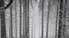 Landscapes nature Trees snow winter white Wood outdoors forests