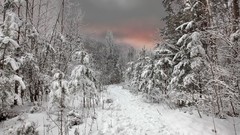 Landscapes nature Trees snow winter Wood