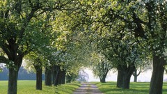 Landscapes nature Trees spring