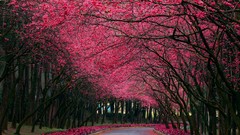 Landscapes nature Trees spring roads forests