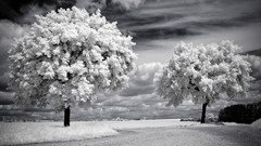 Landscapes nature Trees spring vintage fields grayscale