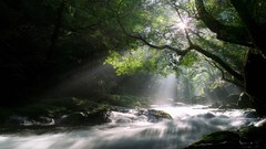 Landscapes nature Trees streams forests