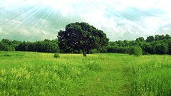 Landscapes nature Trees summer