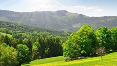 Landscapes nature Trees summer