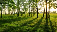 Landscapes nature Trees summer