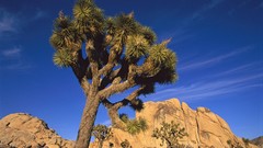 Landscapes nature Trees summer cliffs rocks wildlife skyscapes