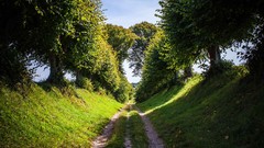 Landscapes nature Trees summer paths