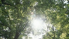 Landscapes nature Trees sun