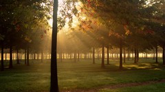 Landscapes nature Trees sun