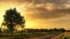 Landscapes nature Trees sun