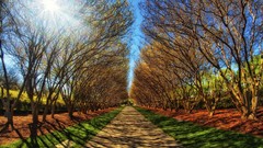 Landscapes nature Trees sun autumn roads colors shadows