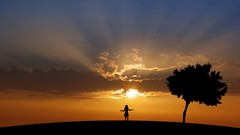 Landscapes nature Trees sun clouds sunlight skyscapes