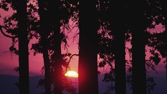 Landscapes nature Trees sun forests