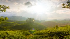 Landscapes nature Trees sun Green