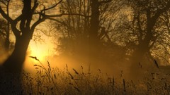 Landscapes nature Trees sun light glow ears