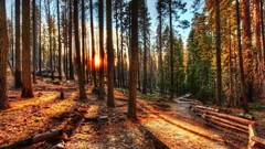 Landscapes nature Trees sun light Wood