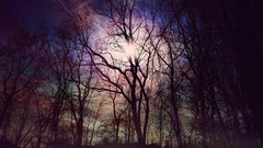 Landscapes nature Trees sun natural space natural scenery