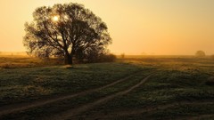 Landscapes nature Trees sun paths fields