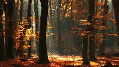 Landscapes nature Trees sun rays autumn leaves forests