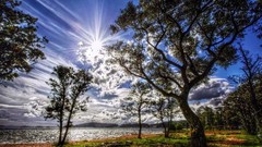 Landscapes nature Trees sun serenity light coast
