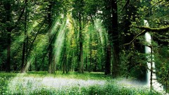 Landscapes nature Trees sunlight