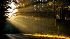 Landscapes nature Trees sunlight