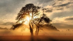 Landscapes nature Trees sunlight