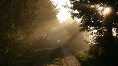 Landscapes nature Trees sunlight
