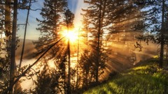 Landscapes nature Trees sunlight