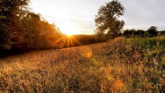 Landscapes nature Trees sunlight