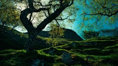 Landscapes nature Trees sunlight flora