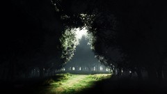 Landscapes nature Trees sunlight forests