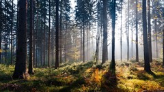 Landscapes nature Trees sunlight forests