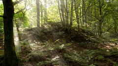 Landscapes nature Trees sunlight forests