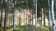 Landscapes nature Trees sunlight forests