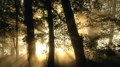 Landscapes nature Trees sunlight forests