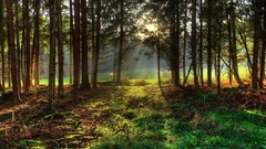 Landscapes nature Trees sunlight forests