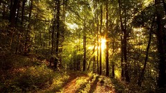 Landscapes nature Trees sunlight forests HDR Photography