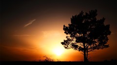 Landscapes nature Trees sunset