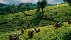 Landscapes nature Trees tea fields