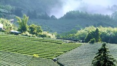 Landscapes nature Trees tea fields