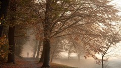 Landscapes nature Trees trail