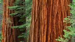 Landscapes nature Trees tree trunk