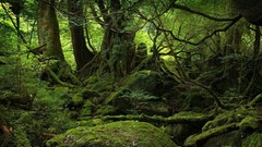 Landscapes nature Trees trunks Green Japan moss Plants Wild 