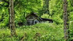 Landscapes nature Trees trunks home old Plants Austria cabin 