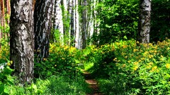 Landscapes nature Trees vegetation track Wood bushes
